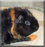 Garrotxa the Texel Guinea Pig