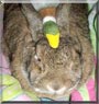 Sedona the Rabbit