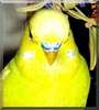 Papy the Cotorra Australiana
