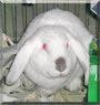 Lil Guy the French Lop
