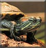 Bart the Red eared Slider