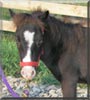Levi the Miniature horse
