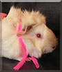Paris the Abyssinian Guinea Pig