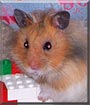 Samantha the Siberian Hamster