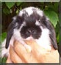 Milly the Miniature Lop Rabbit