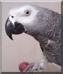 Alfie the African Grey