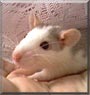 Unco the Husky Rat