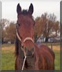 Stanley O the Standardbred Horse