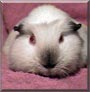 Peabody the Guinea Pig