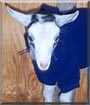 Smokey the Saanen Alpine Goat