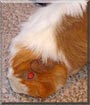 Bubbies the Abyssinian Guinea Pig