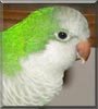 Bailey the Quaker Parrot