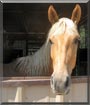 Ace the American Quarter Horse