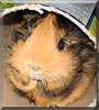 Aeva the Abyssinian