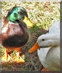 Mister, Lizzie the Mallard, Pekin Duck