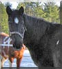 Pheonix the Quarter horse, walker