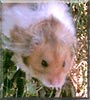 Raskal the Dwarf Hamster