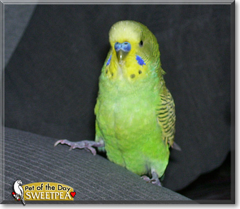 Sweetpea, the Pet of the Day Sweetpea, the Pet of the Day