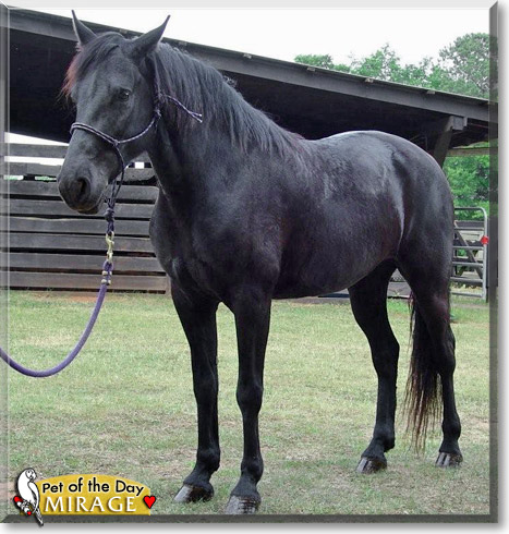Mirage, the Pet of the Day Mirage, the Pet of the Day