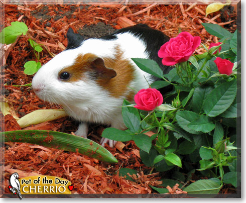 Cherrio, the Pet of the Day Cherrio, the Pet of the Day
