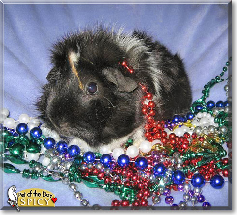 Spicy, the Pet of the Day Spicy, the Pet of the Day