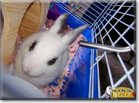 Nelly, the Pet of the Day Nelly, the Pet of the Day