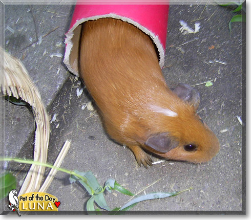 Luna, the Pet of the Day