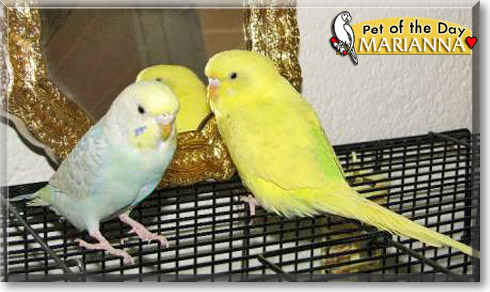 Marianna, the Pet of the Day