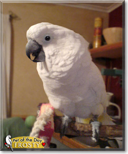 Frosty, the Pet of the Day