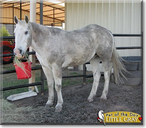 Little Gray, the Pet of the Day Little Gray, the Pet of the Day