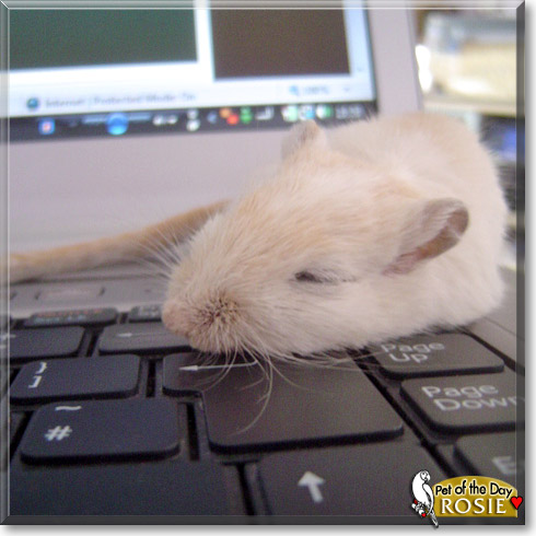 Rosie, the Pet of the Day