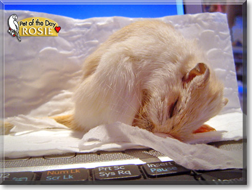 Rosie, the Pet of the Day