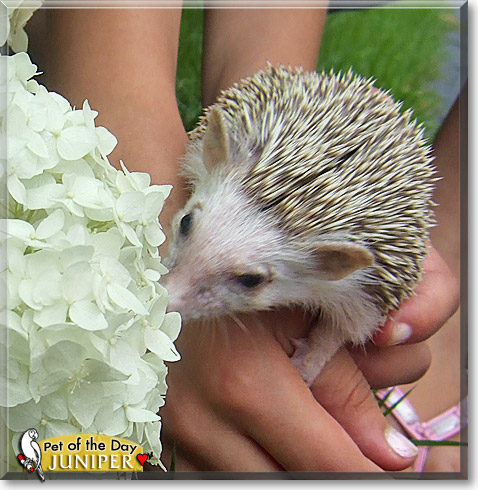 Juniper, the Pet of the Day
