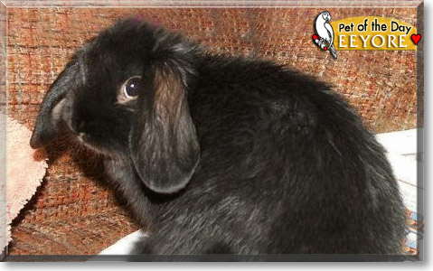 Eeyore, the Pet of the Day