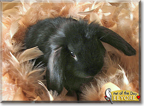 Eeyore, the Pet of the Day