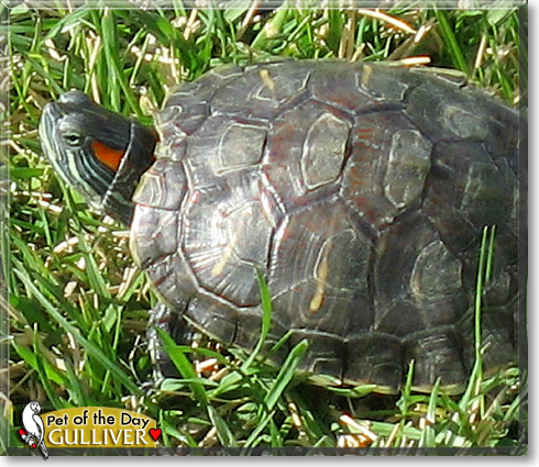 Gulliver, the Pet of the Day