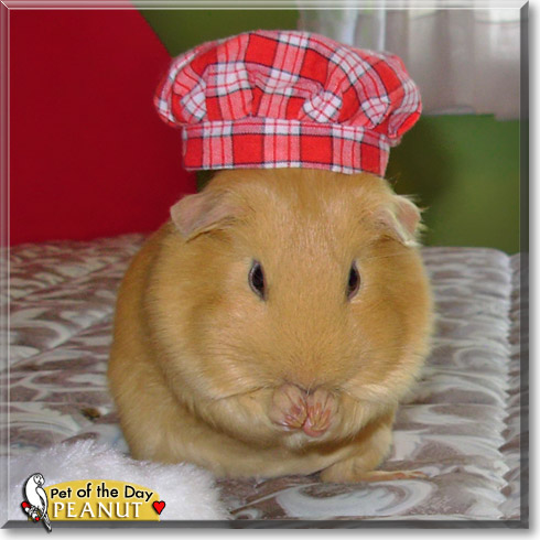 Peanut, the Pet of the Day