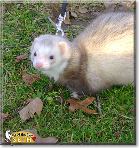 Seth, the Pet of the Day