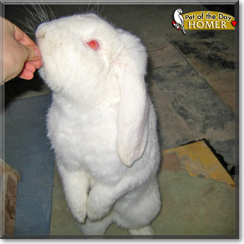 Homer, the Pet of the Day