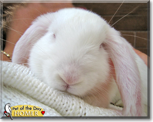 Homer, the Pet of the Day