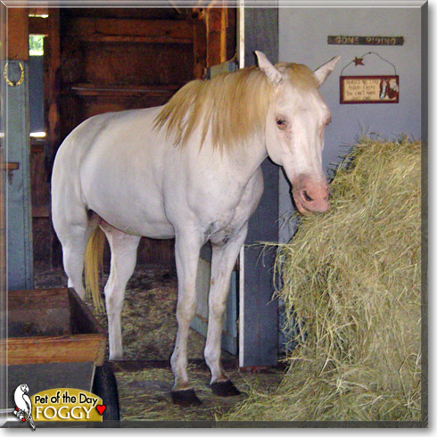 Foggy, the Pet of the Day