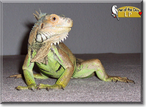 LP, the Pet of the Day LP, the Pet of the Day