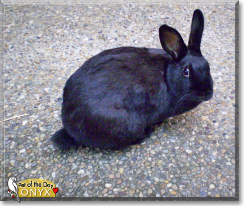 Onyx, the Pet of the Day