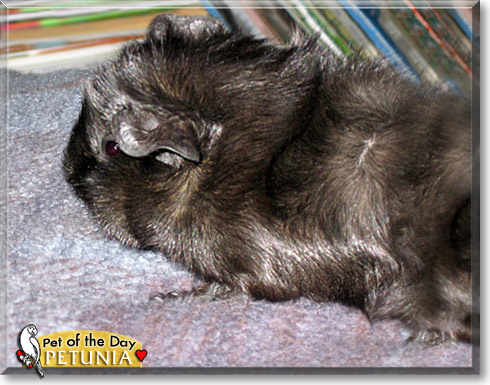 Petunia, the Pet of the Day Petunia, the Pet of the Day