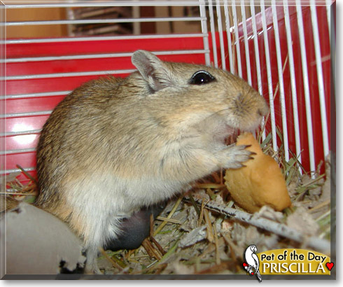 Priscilla, the Pet of the Day Priscilla, the Pet of the Day