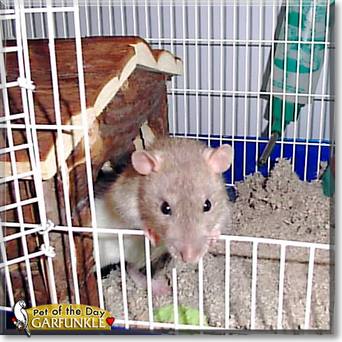 Garfunkle, the Pet of the Day