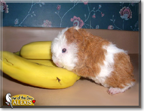 Alexis, the Pet of the Day