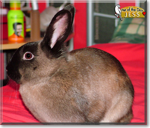 Jess, the Pet of the Day