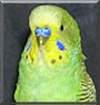 Sweetpea the Parakeet