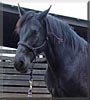 Mirage the Friesian, Spotted